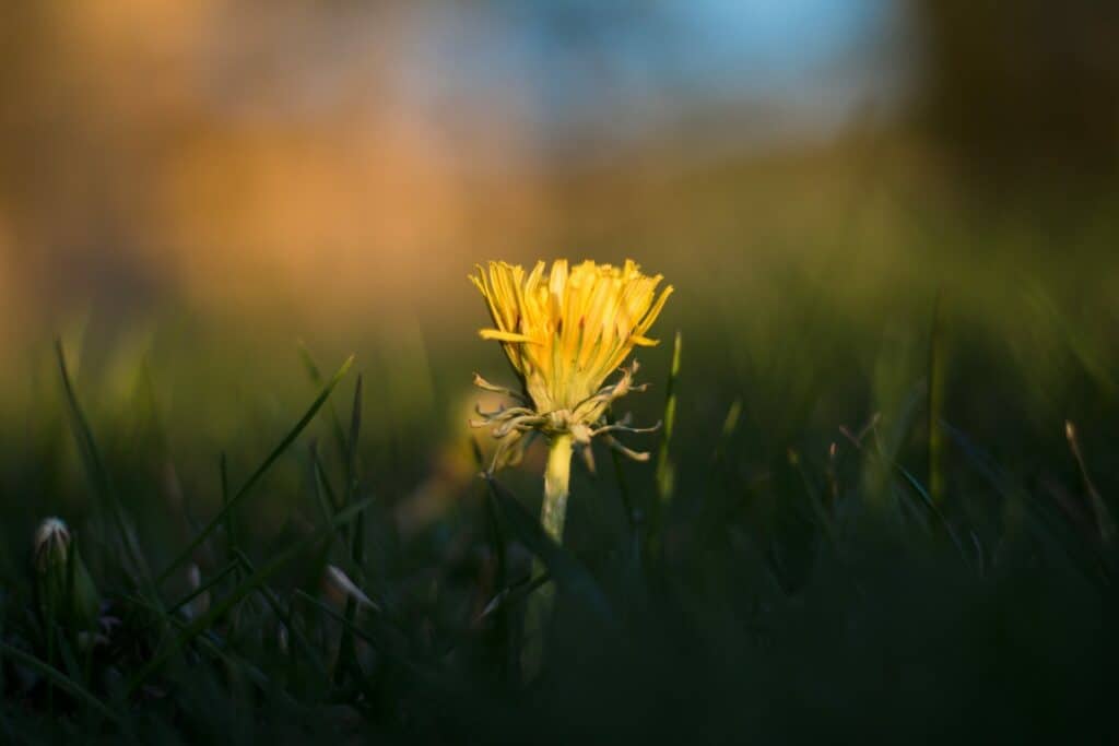 Journey to wellness through classes for holistic wellness solutions shown by a Dandelion in flower