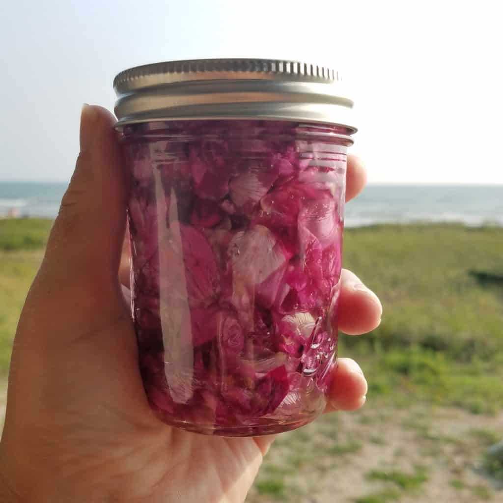 Rose Herbal Infused Oil made at the beach with Rosa Regosa petals.