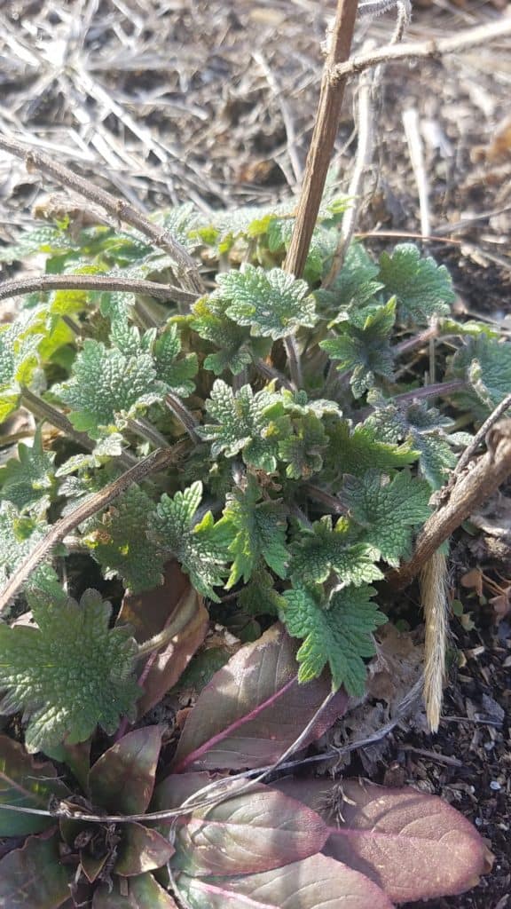 Young Motherwort