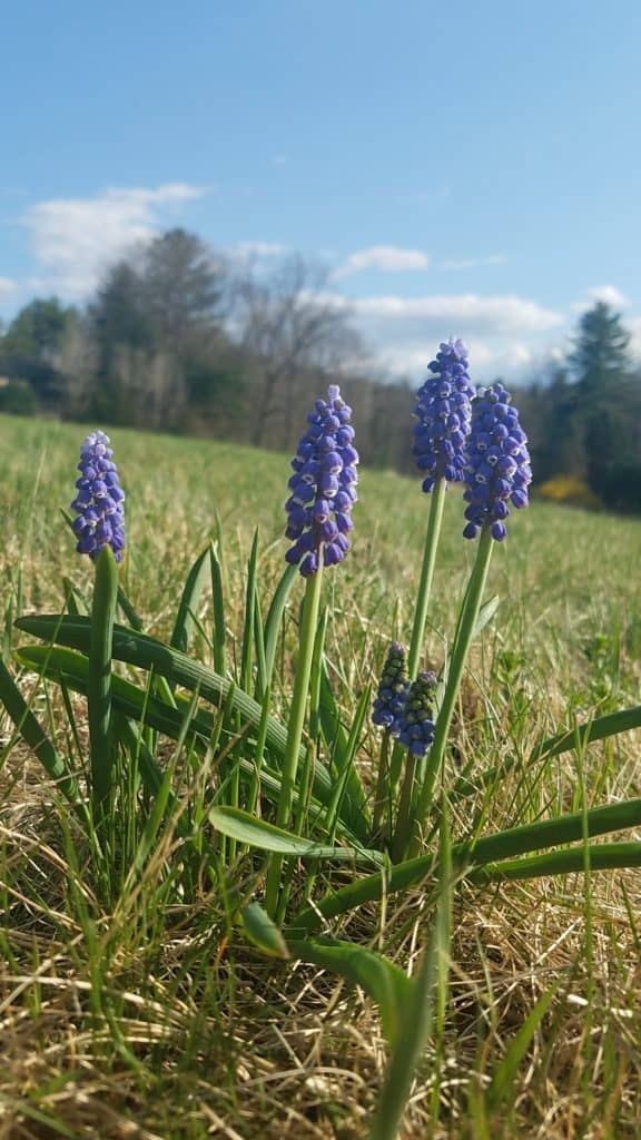 Hyacinth flowers in spring