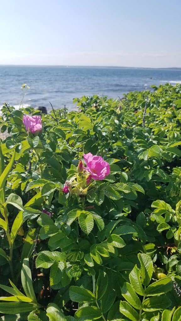 Beach Rose, Rosa regosa, stand along the shore with its medicine in full bloom.