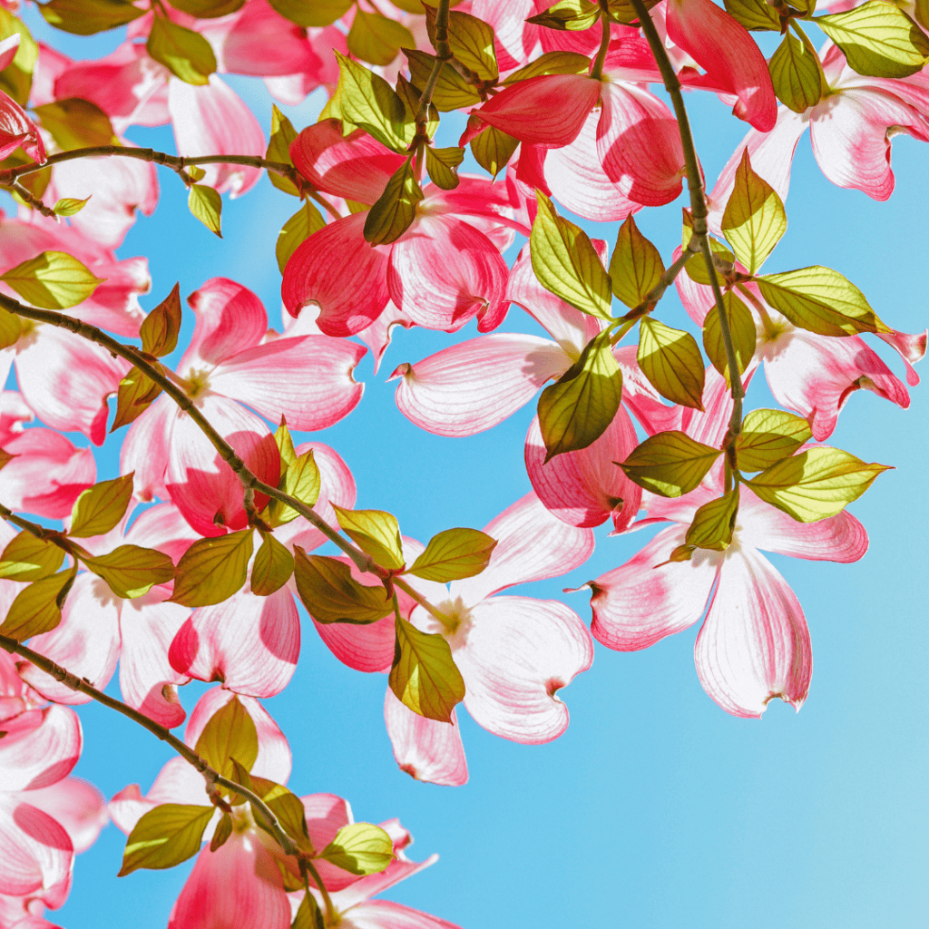 Tree in bloom