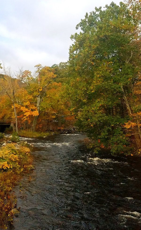 Fall leaves along a river, a time of aligning with your roots