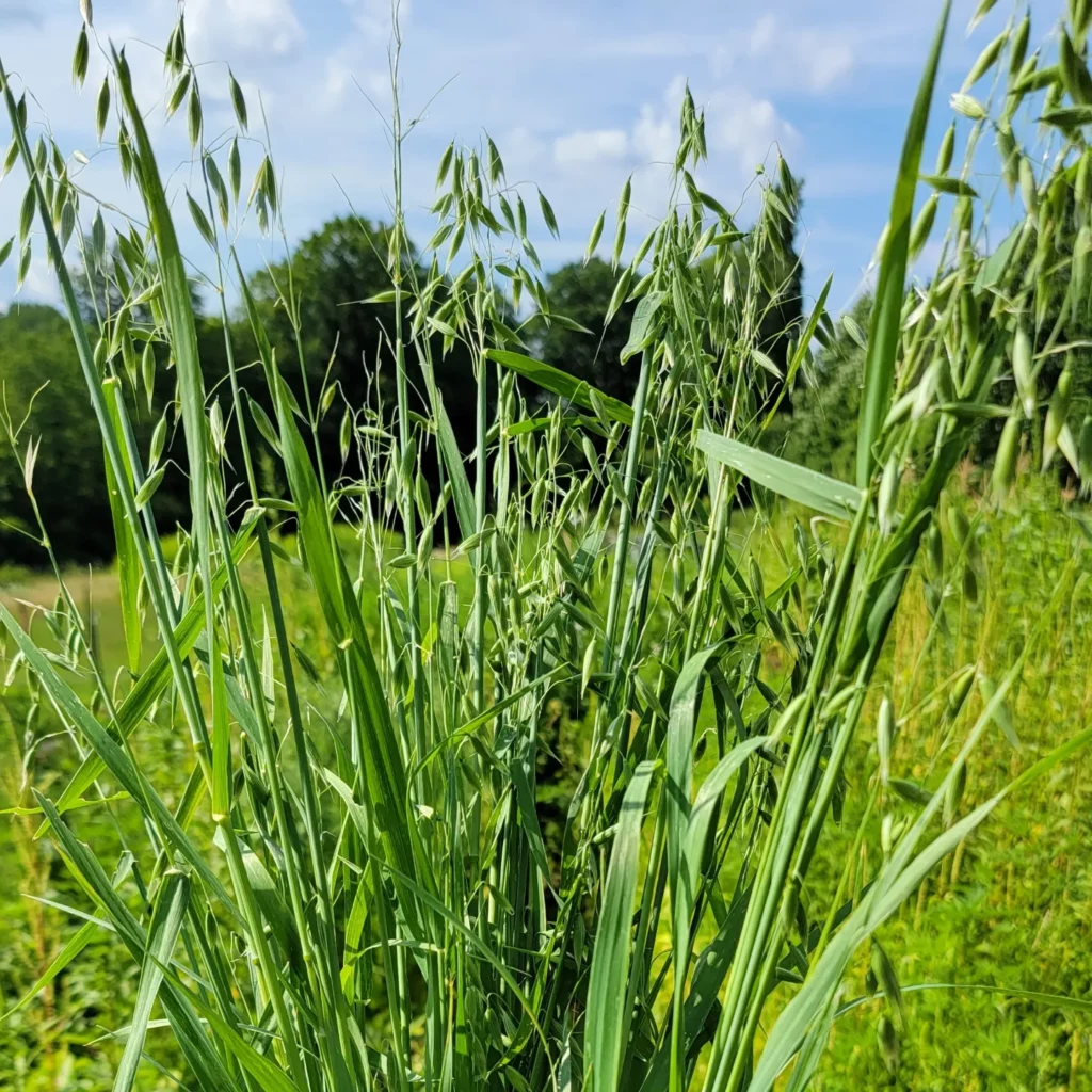 oat straw