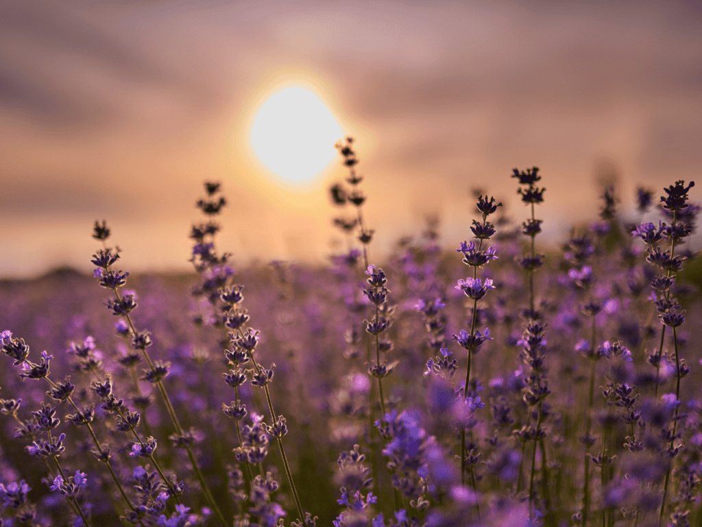 Lavender 2