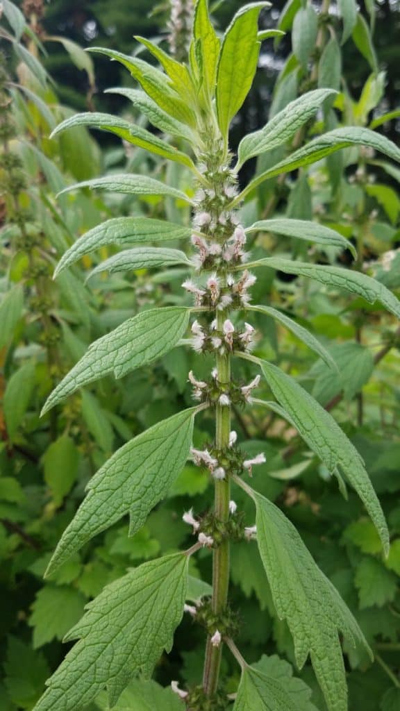 Motherwort for stress