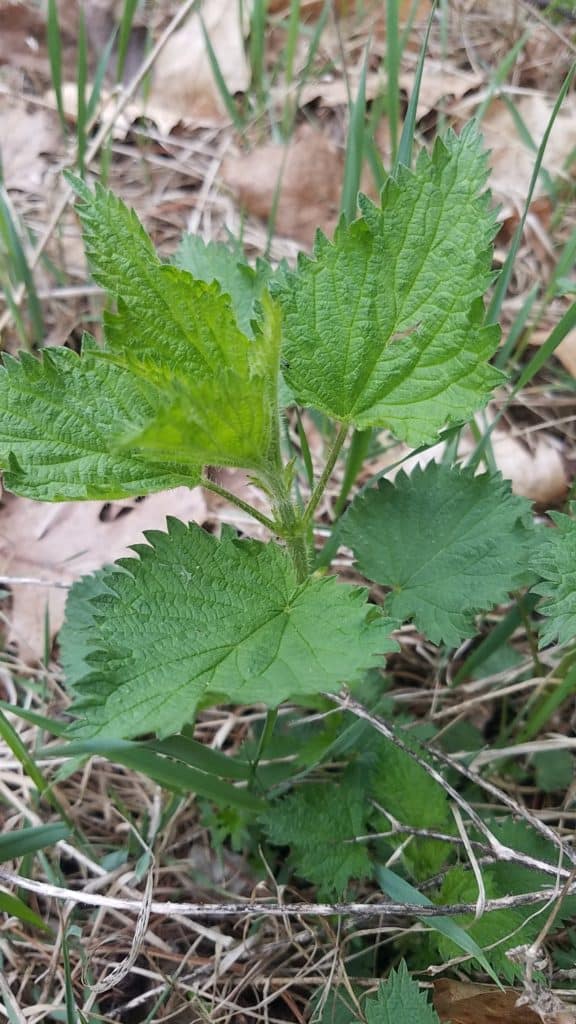 Young Nettles