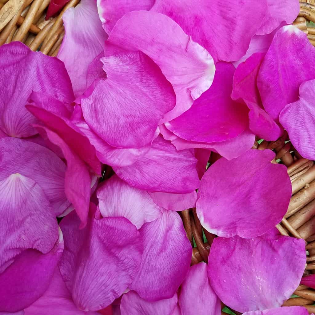 Pink rose petals from Rosa Regosa (Beach Rose) in a basket to be used to make a heart softening tea. 