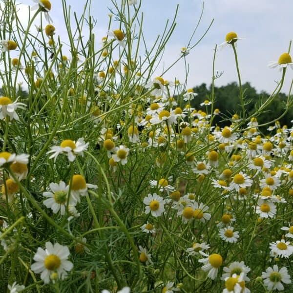 Chamomile in bloom, a wonderful nervine. 