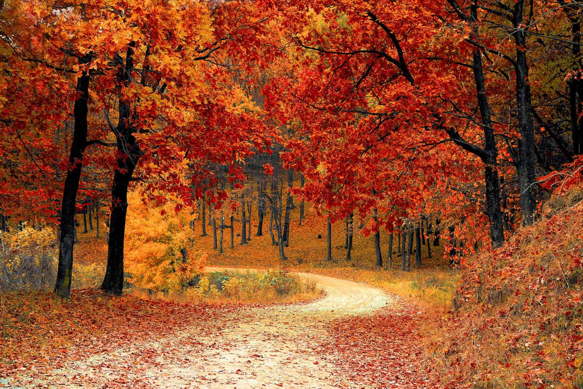 Trees releasing their leaves.