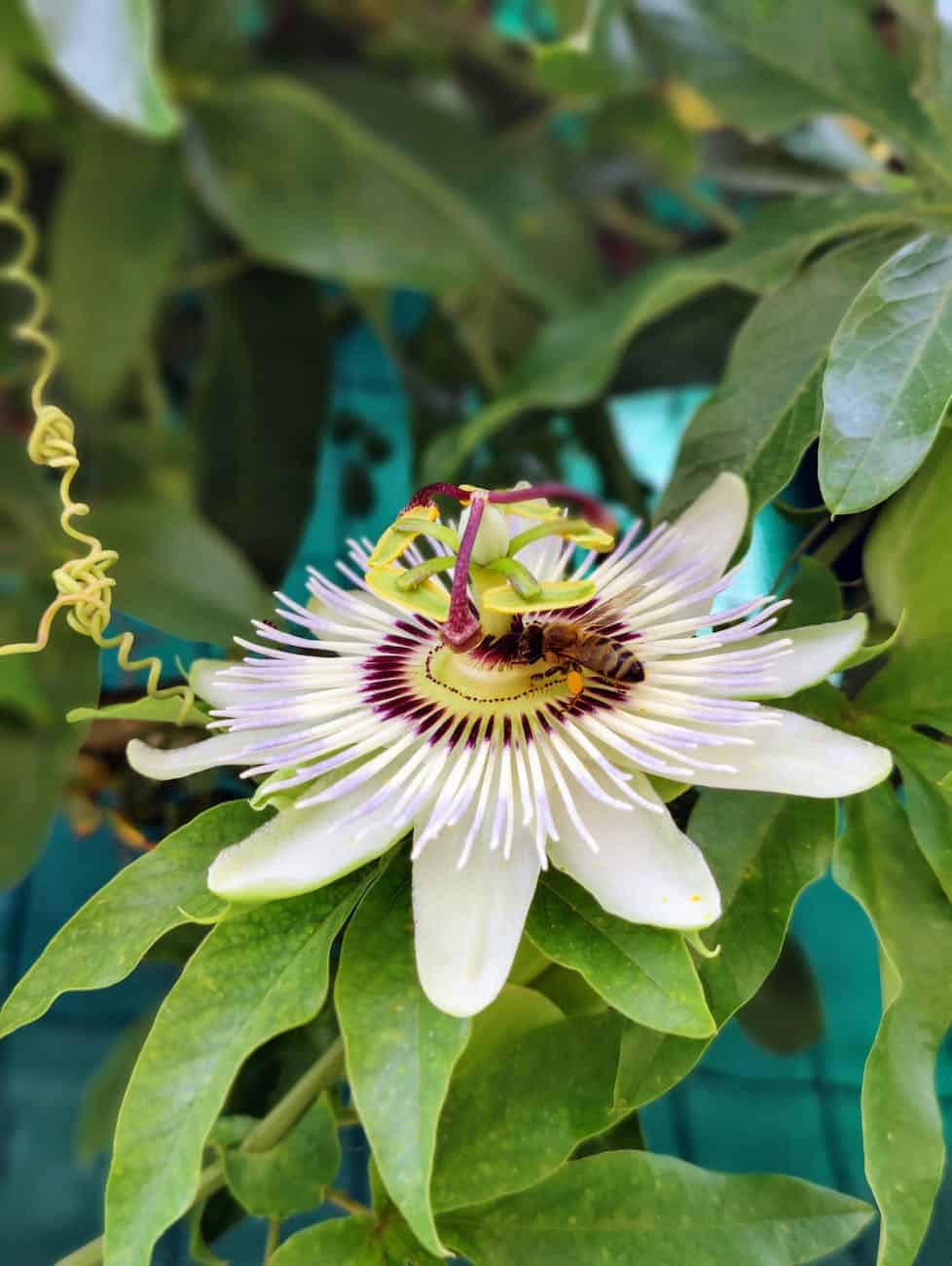 close up shot of blooming passionflower