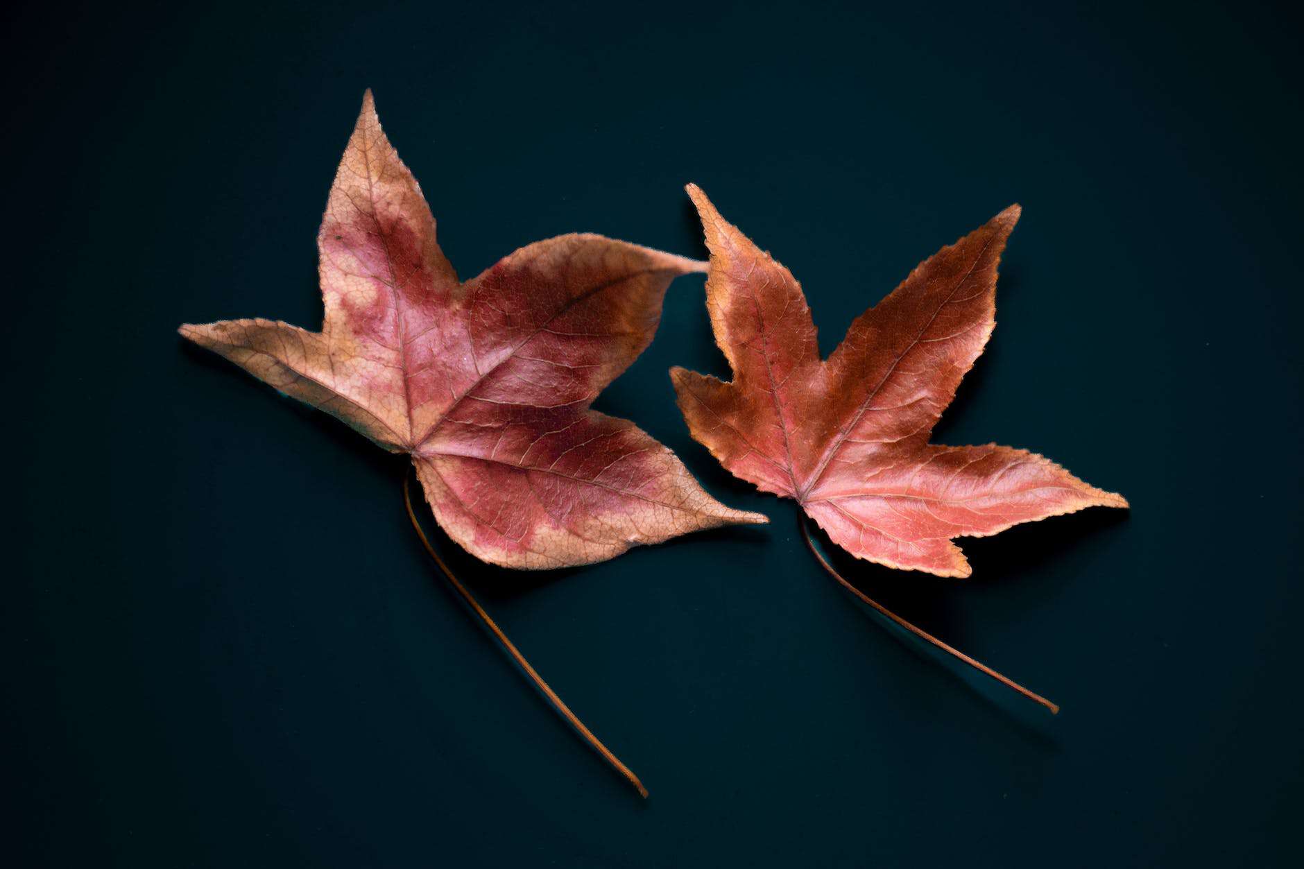 Two leaves representing the Fall Equinox