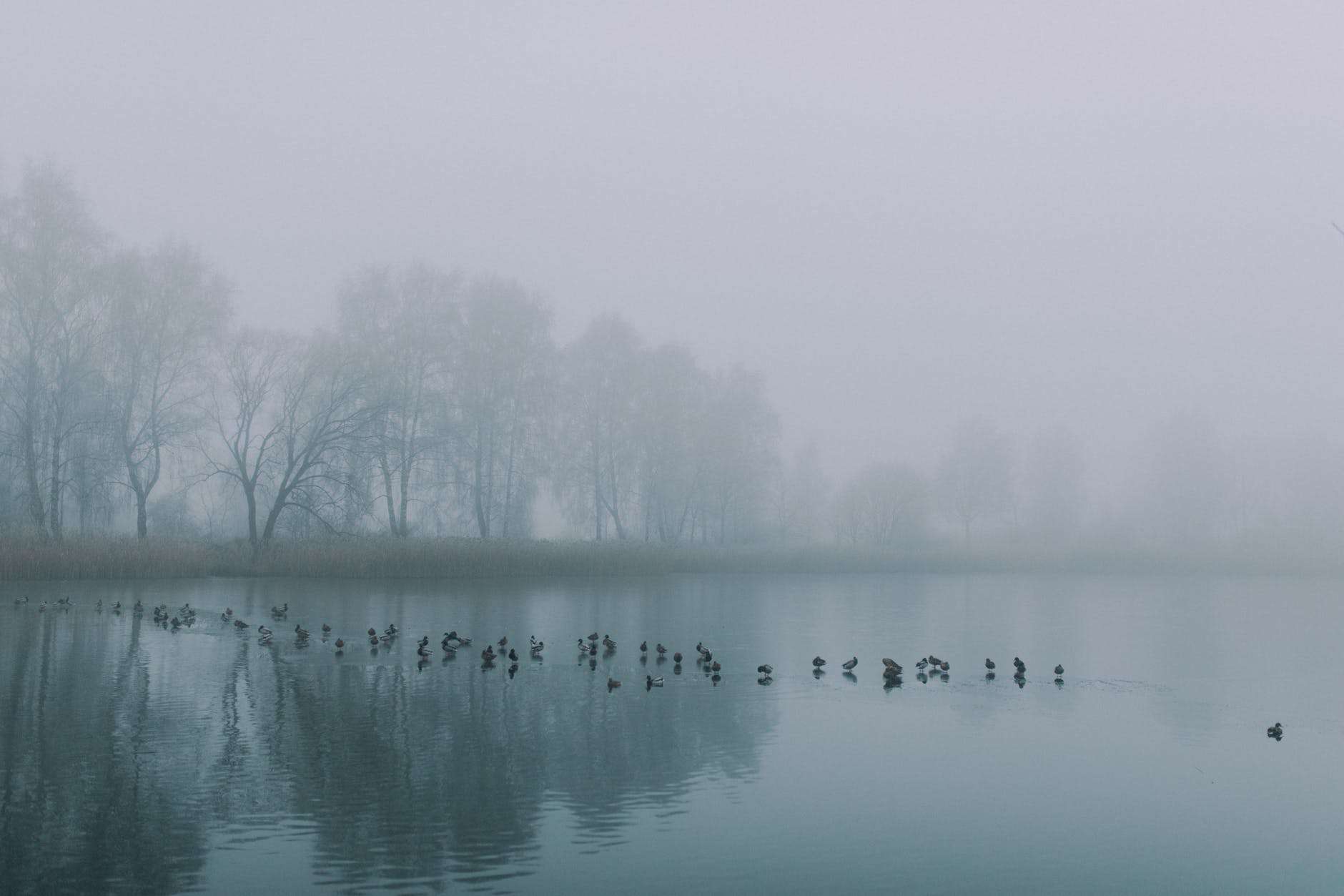 body of water near trees covered with fog