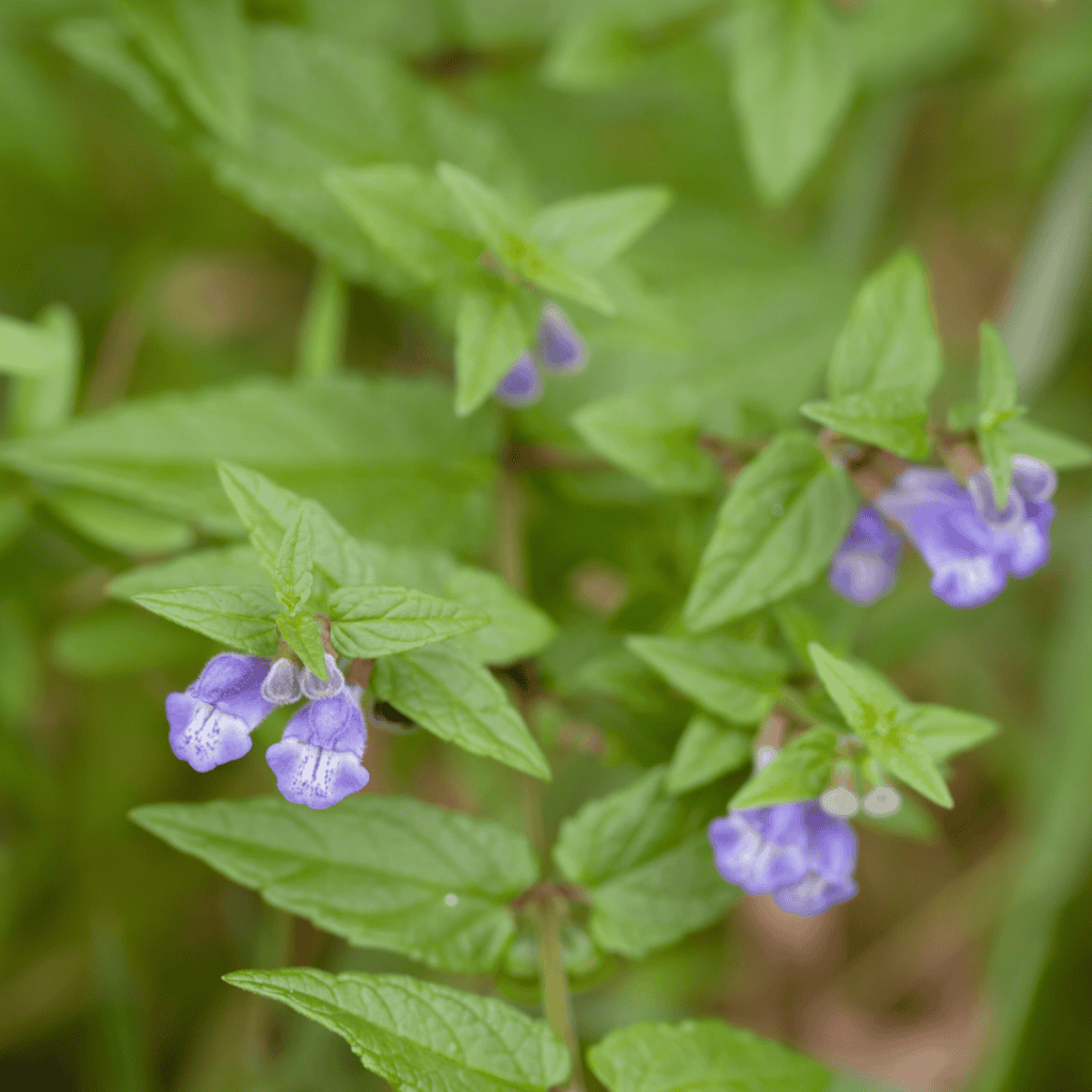 Skullcap flowers