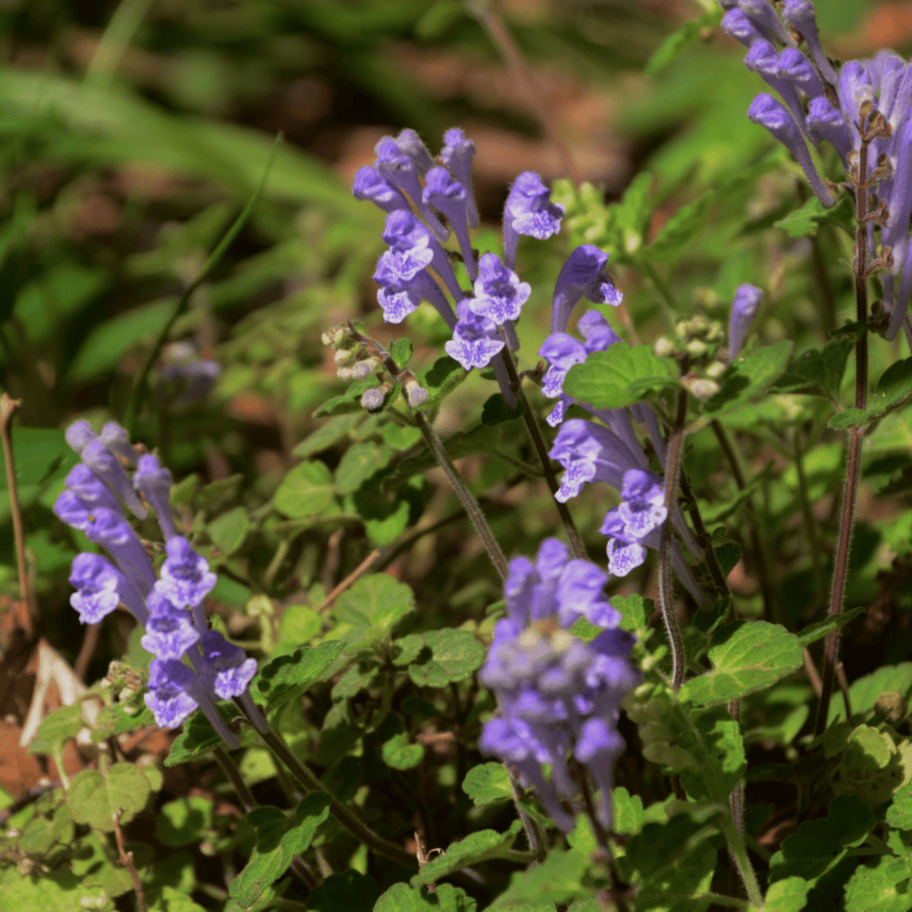 Skullcap herb for stress