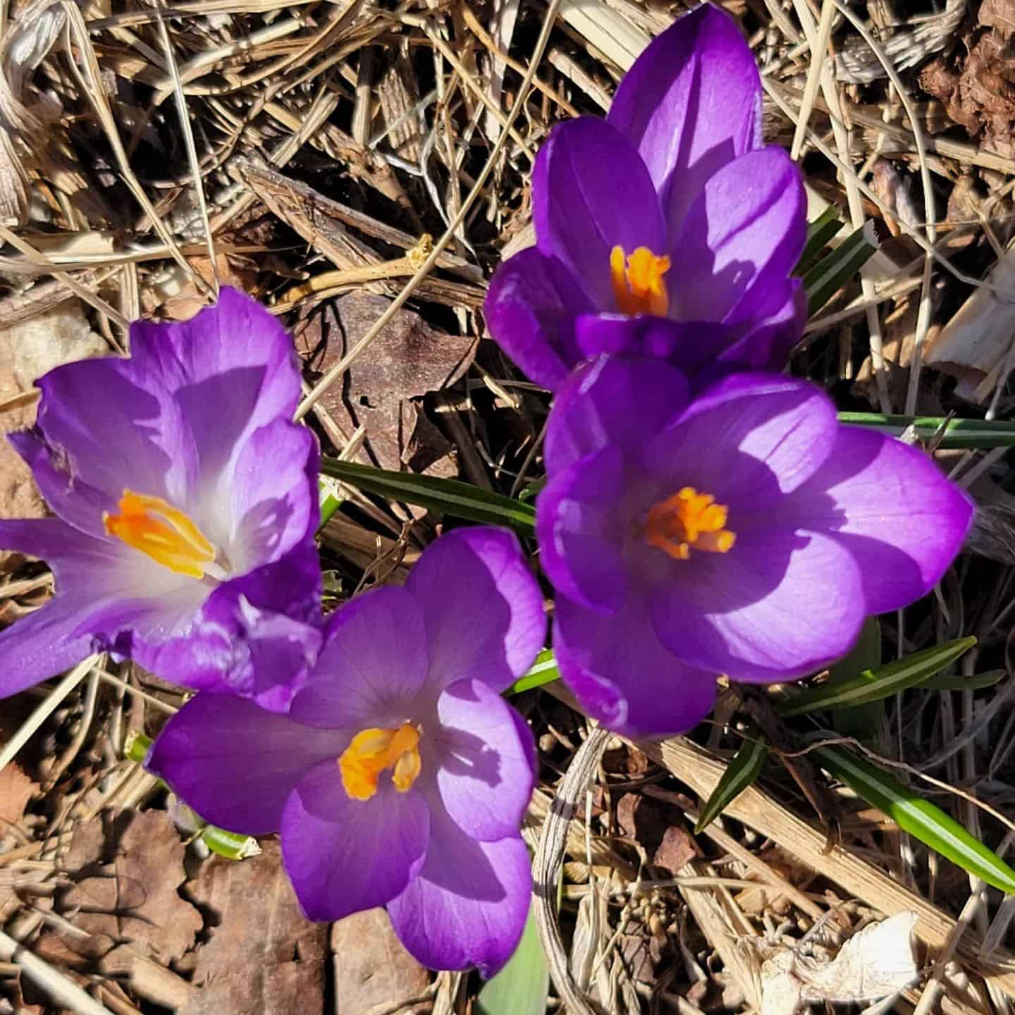 crocus