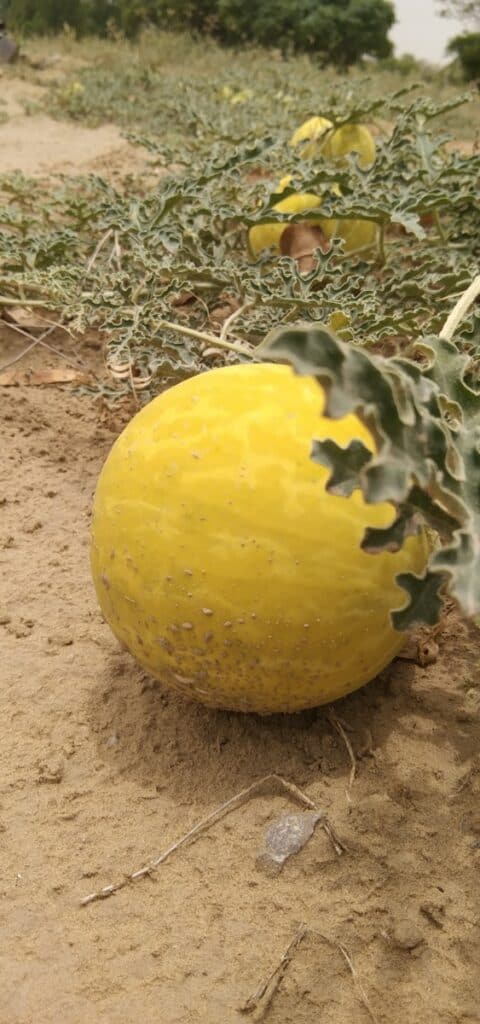 Yellow watermelon on the ground