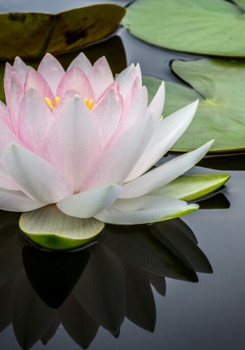 Rooted In Relief Challenge image of pink and white lotus flower floating on body of water