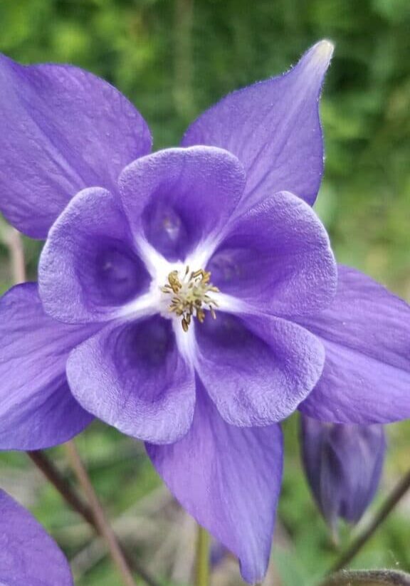 Holistic wellness solutions for a calm life using plants like this purple flower