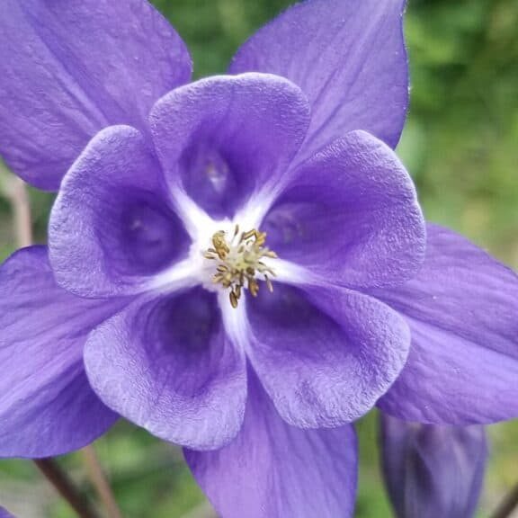 Holistic wellness solutions for a calm life using plants like this purple flower
