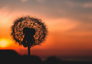 Dandelion-in-sun