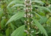 Motherwort