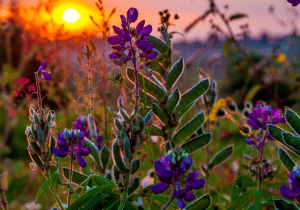 Summer Solstice Ritual