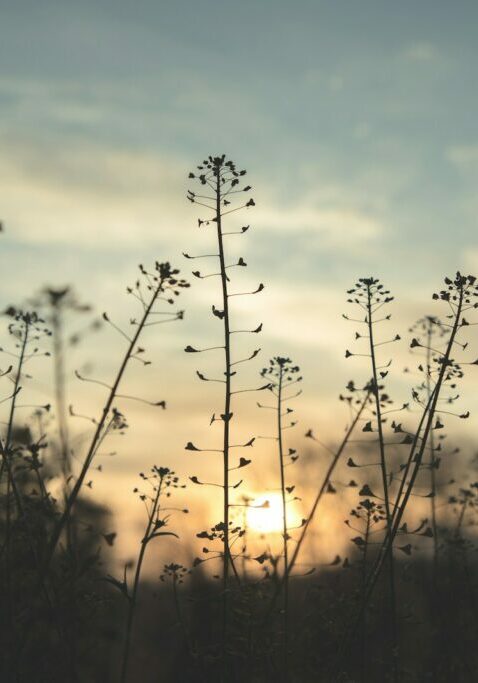 silhouette of grass during sunset for