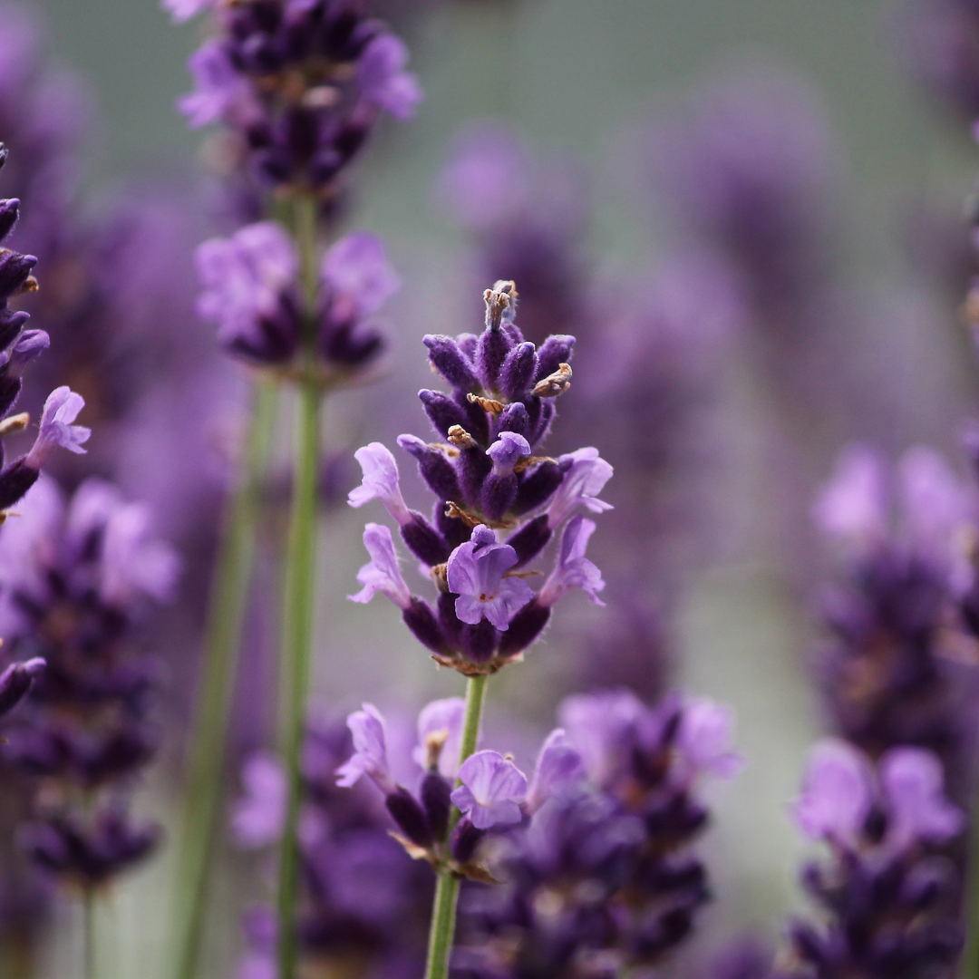 lavender3-canva