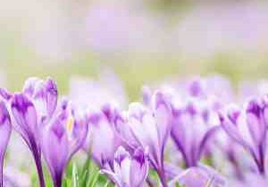 Spiritual meaning of spring- A bed of crocus flowers symbolizing the spiritual meaning of spring equinox